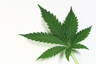 My Child Has Been Expelled For Smoking Pot!