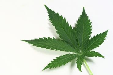 My Child Has Been Expelled For Smoking Pot!