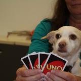 Banner Academy Photo #2 - Judy teaches Larry the dog to play cards.