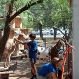 The Gregory School Photo #8 - In Farmyard & Garden students learn about and care for animals and plants, anatomy and soil science, habitat design and construction and more.