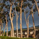 Cate School Photo #5 - Eucalyptus trees on campus