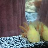 The Childrens House, Inc. Photo #7 - This is one of the axolotls that the seniors picked out today for their class pet.