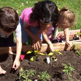 Early Childhood Develop Center Photo #3 - Nature based experiences, including gardening activities are an important of the children's science curriculum. During the summer, a gardening teacher engages the children in a wide variety of plant based experiences.