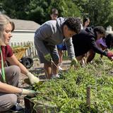 Andover School Of Montessori Photo #12 - ASM's Vegetable Gardens