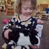Christian Montessori School Of Ann Arbor Photo #7 - Spending time with the classroom bunny. Children's House