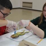 St. Rose Of Lima School Photo #5 - Even the most skittish end up participating in frog dissection.