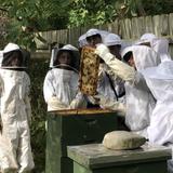 The Leelanau School Photo #3 - Our sustainability course allows students to explore beekeeping right on our campus