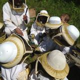 Lake Country School Photo #2 - Beekeeping at our rural campus