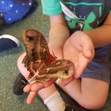 Little Voyageurs Montessori School Photo - Bruce the Bug Guy, comes to visit LVMS.