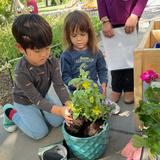 Chesterfield Montessori School Photo #5 - Primary students planting a flower.