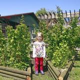 Great Beginnings Montessori School Photo #7 - Raspberry patch