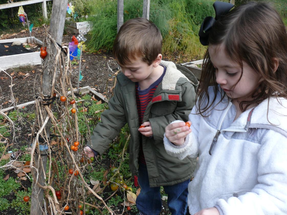 Barnert Temple Preschool Photo #1 - Tasting tomatoes right off the vine of Barnert's large working garden. Food is harvested and sold and the proceeds are donated to the Center for Food Action.