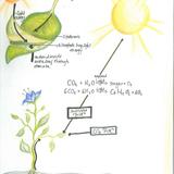 Aurora Waldorf School Photo #4 - A page from a student-created main lesson book detailing the process of photosynthesis.