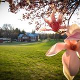 Oakwood Friends School Photo #10 - Spring blossoms on campus