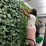 Riverdale Country School Photo #22 - Hill Campus students grow greens in the Freight Farm, a shipping container farm supporting the School's commitment to environmental stewardship.