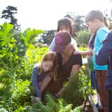 Gateway School Photo #6 - Kindergarteners harvest carrots from their class garden bed in Life Lab.