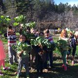 Live Oak Waldorf School Photo #5 - 1st-graders harvesting cabbage from the school garden.