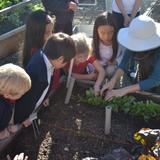 Los Altos Christian School Photo #3 - Kindergarten class checking on their radishes