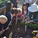 Los Altos Christian Schools Photo #3 - Kindergarten class checking on their radishes