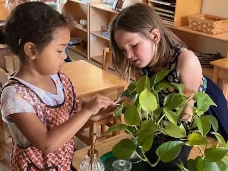 Santa Rosa Montessori Photo #2 - A moment from our Practical Life area: these young botanists are learning how to care for plants with gentle hands and focused attention. Montessori builds responsibility and love for nature-one leaf at a time.