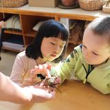 The Waldorf School Of Garden City Photo #4 - Young students inspect a spider crab.
