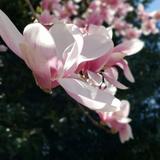 Westbury Friends School Photo #8 - Our biggest Magnolia Tree next to the Meeting House