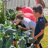 Carmel Christian School Photo #26 - Students grow and cultivate plants in the Sprout Garden on campus.