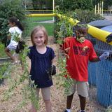 Fayetteville Academy Photo #7 - The Fayetteville Academy Lower School Science Class help weed the school garden.