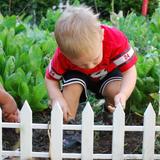 Hudson Montessori School Photo - Children's House gardening
