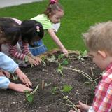 Prince Of Peace School Photo #2 - Science - Planting