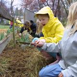Charlottesville Waldorf School Photo #7 - Gardening class.