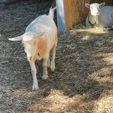 Olympia Community School Photo #12 - Meet our goats, Bubbles & Emma!
