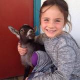 Montessori School Of Ojai Photo #10 - Students enjoy the two pygmy goats!