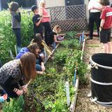 Roseville Community School Photo #6 - Gardening