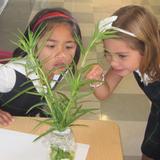 St. Eugene's Cathedral School Photo #3 - First graders study the butterfly and bring science to life.