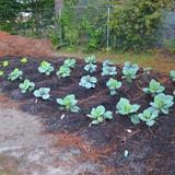 Flaming Sword Campus Photo #5 - FSCA's Agriculture class students did an AMAZING job !!!