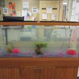 KinderCare at Flemington Photo #5 - Fish Tank in Lobby