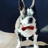 The School For Young Performers Photo #9 - One of SYP's Boston Terrier mascots (there are 3!), Yoda