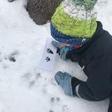 Apple Orchard School Photo #23 - At Apple Orchard School in Brookline, learners track and identify animal prints in the snow.