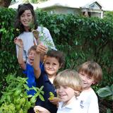 Miami Shores Montessori School Photo #9 - Harvesting carrots.