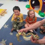 Waukesha Pine St. KinderCare Photo #9 - The Pine St KinderCare students loved learning all about reptiles!