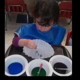 West Schaumburg KinderCare Photo #9 - Our Preschool children explore color mixing in the Science Area.