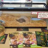 Meridian KinderCare Photo - Wonderful hands-on Science center! Meet Donatello the the Pre-School Class Turtle! Cowabunga!
