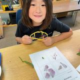 Christian Montessori Academy Photo #15 - Lower Elementary student identifying the parts of a flower after a Botany lesson.