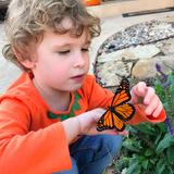 OKC Heartland Montessori School Photo #5 - We have a pollinator garden with many different plants loved by butterflies, bees and hummingbirds.