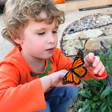 Okc Heartland Montessori School - Future Educ. Llc Photo #5 - We have a pollinator garden with many different plants loved by butterflies, bees and hummingbirds.