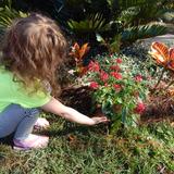Live Oak Montessori School Photo - Children spend time learning about gardening, planting and taking care of plants.