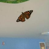 St. George's School Photo #6 - The butterflies have emerged!