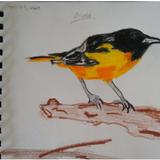 Ambleside School Rocky Mountains Photo #4 - Nature Painting of an oriole