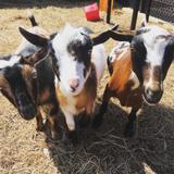 Urban Prairie Waldorf School Photo #7 - Meet Urban Prairie's goats who live on campus.